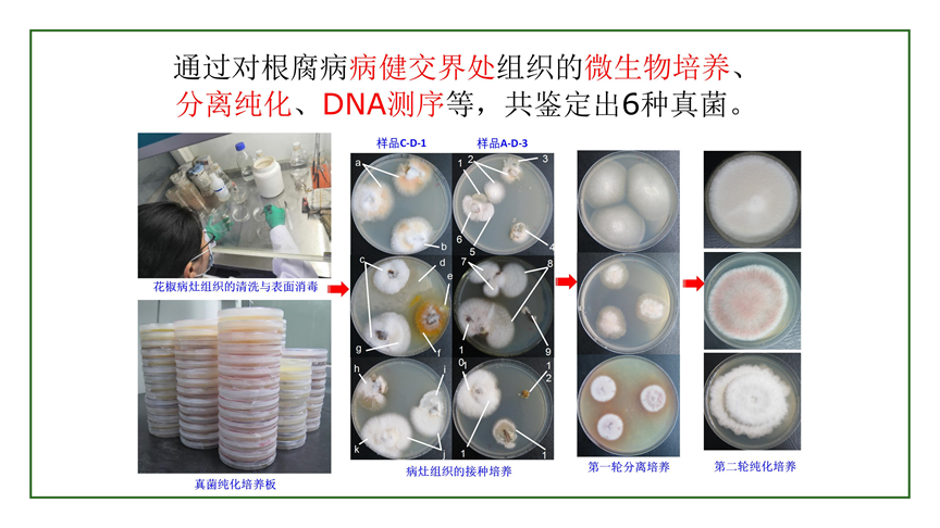 生科学子在全国大学生生命科学竞赛（2022）中摘金夺银-兰大生命科学院